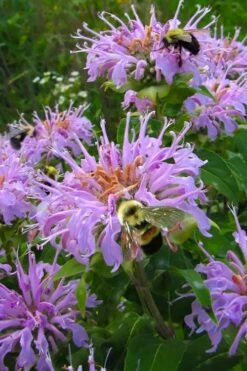 Wild Bergamot Bee Balm (Monarda Fistulosa) - 6 Pack Of 1 Gallon Pots