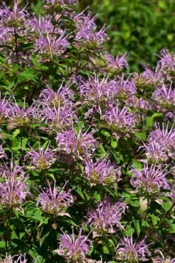 Wild Bergamot Bee Balm (Monarda Fistulosa) - 8 Pack Of 1 Gallon Pots 15 Wild Bergamot Bee Balm (Monarda Fistulosa) - 8 Pack Of 1 Gallon Pots -US Fruit Trees Sales Store monarda fistulosa wild bergamont bee balm 5 3
