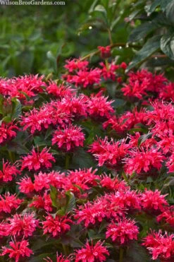 Cherry Pops Bee Balm (Monarda) - 1 Gallon Pot -US Fruit Trees Sales Store monarda sugar buzz cherry pops bee balm 1