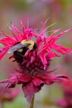 Cherry Pops Bee Balm (Monarda) - 1 Gallon Pot -US Fruit Trees Sales Store monarda sugar buzz cherry pops bee balm 4