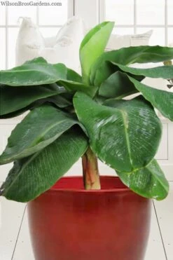 Little Prince Banana Plant - 1 Gallon Pot -US Fruit Trees Sales Store musa little prince dwarf banana plant 1