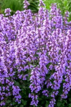 Cats Pajamas Catmint - 1 Gallon Pot -US Fruit Trees Sales Store nepeta cats pajamas catmint 3
