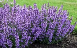 Cats Pajamas Catmint - 1 Gallon Pot -US Fruit Trees Sales Store nepeta cats pajamas catmint 4