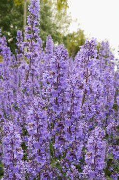Summer Magic Catmint (Nepeta Grandiflora) - 1 Gallon Pot -US Fruit Trees Sales Store nepeta grandiflora summer magic catmint 3 1