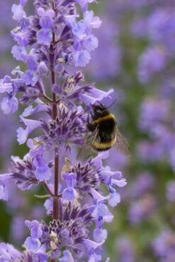 Summer Magic Catmint (Nepeta Grandiflora) - 6 Pack Of 1 Gallon Pots 11 Summer Magic Catmint (Nepeta Grandiflora) - 6 Pack Of 1 Gallon Pots -US Fruit Trees Sales Store nepeta grandiflora summer magic catmint 4