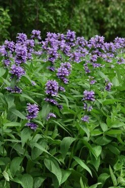 Blue Prelude Catmint (Nepeta) - 1 Gallon Pot -US Fruit Trees Sales Store nepeta prelude blue catmint 3