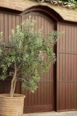 Arbequina Olive Tree - 3 Gallon Pot -US Fruit Trees Sales Store olive tree arbequina 6