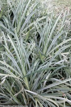 Silver Mist Mondo Grass - 6 Pack Of Pint Pots -US Fruit Trees Sales Store ophiopogon japonicus silver20mist modo grass 2