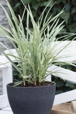 Silver Mist Mondo Grass - 6 Pack Of Pint Pots -US Fruit Trees Sales Store ophiopogon japonicus silver20mist modo grass 3