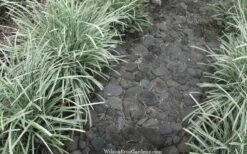 Silver Mist Mondo Grass - 6 Pack Of Pint Pots -US Fruit Trees Sales Store ophiopogon japonicus silver20mist modo grass 4