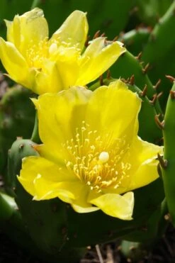 Eastern Prickly Pear Cactus (Opuntia Humifusa) - 3 Gallon Pot 20 Eastern Prickly Pear Cactus (Opuntia Humifusa) - 3 Gallon Pot -US Fruit Trees Sales Store opuntia humifusa eastern prickly pear cactus 1