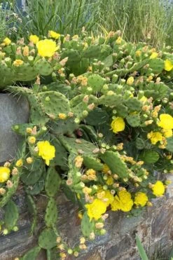 Eastern Prickly Pear Cactus (Opuntia Humifusa) - 3 Gallon Pot 14 Eastern Prickly Pear Cactus (Opuntia Humifusa) - 3 Gallon Pot -US Fruit Trees Sales Store opuntia humifusa eastern prickly pear cactus 10