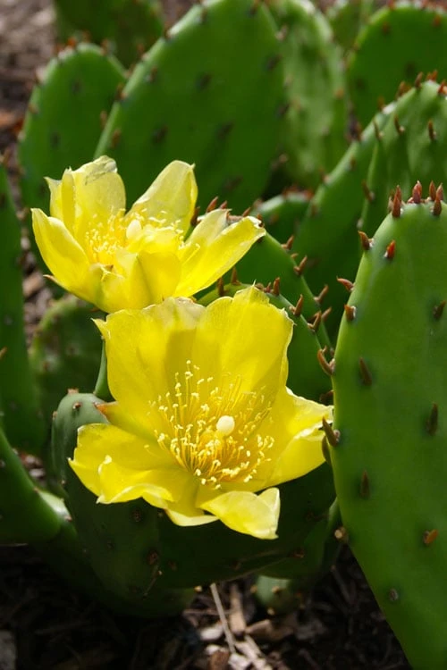 Eastern Prickly Pear Cactus (Opuntia Humifusa) - 3 Gallon Pot 1 Eastern Prickly Pear Cactus (Opuntia Humifusa) - 3 Gallon Pot