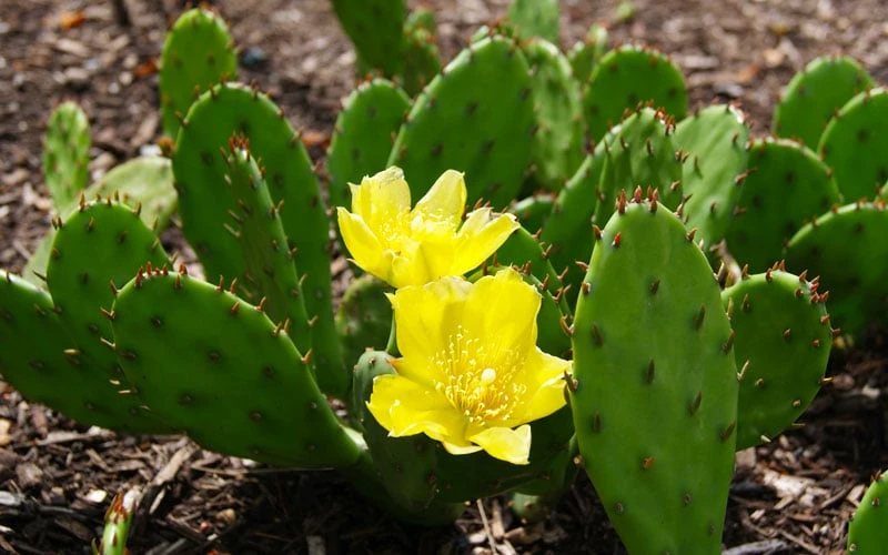 Eastern Prickly Pear Cactus (Opuntia Humifusa) - 3 Gallon Pot 11 Eastern Prickly Pear Cactus (Opuntia Humifusa) - 3 Gallon Pot - Image 11