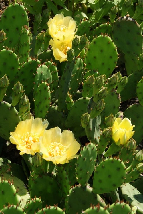 Eastern Prickly Pear Cactus (Opuntia Humifusa) - 3 Gallon Pot 8 Eastern Prickly Pear Cactus (Opuntia Humifusa) - 3 Gallon Pot - Image 8
