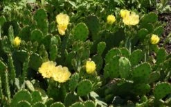 Eastern Prickly Pear Cactus (Opuntia Humifusa) - 3 Gallon Pot 19 Eastern Prickly Pear Cactus (Opuntia Humifusa) - 3 Gallon Pot -US Fruit Trees Sales Store opuntia humifusa eastern prickly pear cactus 5