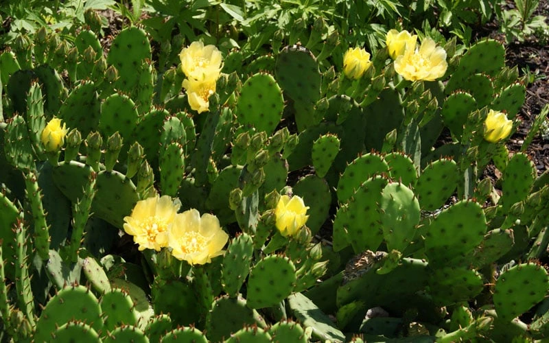 Eastern Prickly Pear Cactus (Opuntia Humifusa) - 3 Gallon Pot 9 Eastern Prickly Pear Cactus (Opuntia Humifusa) - 3 Gallon Pot - Image 9