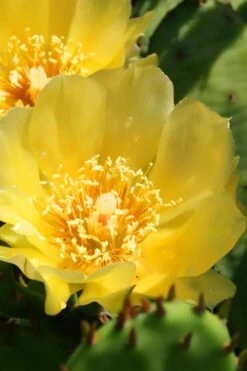 Eastern Prickly Pear Cactus (Opuntia Humifusa) - 3 Gallon Pot 15 Eastern Prickly Pear Cactus (Opuntia Humifusa) - 3 Gallon Pot -US Fruit Trees Sales Store opuntia humifusa eastern prickly pear cactus 6