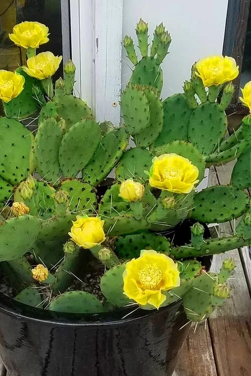 Eastern Prickly Pear Cactus (Opuntia Humifusa) - 3 Gallon Pot 6 Eastern Prickly Pear Cactus (Opuntia Humifusa) - 3 Gallon Pot - Image 6