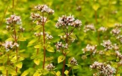 Golden Oregano - 6 Pack Of Pint Pots -US Fruit Trees Sales Store oregano golden 2