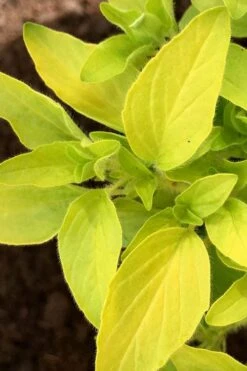 Golden Oregano - 6 Pack Of Pint Pots -US Fruit Trees Sales Store oregano golden 6