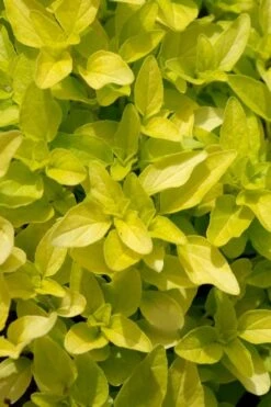 Golden Oregano - 6 Pack Of Pint Pots -US Fruit Trees Sales Store origanum vulgare aurea golden oregano 10