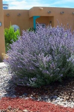 Russian Sage (Perovskia Atriplicifolia) - 1 Gallon Pot 9 Russian Sage (Perovskia Atriplicifolia) - 1 Gallon Pot -US Fruit Trees Sales Store perovskia atriplicifolia russian sage 1
