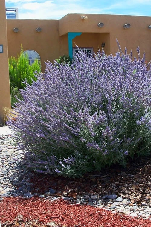 Russian Sage (Perovskia Atriplicifolia) - 1 Gallon Pot 4 Russian Sage (Perovskia Atriplicifolia) - 1 Gallon Pot - Image 4