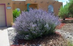 Russian Sage (Perovskia Atriplicifolia) - 1 Gallon Pot 11 Russian Sage (Perovskia Atriplicifolia) - 1 Gallon Pot -US Fruit Trees Sales Store perovskia atriplicifolia russian sage 2