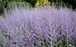Russian Sage (Perovskia Atriplicifolia) - 1 Gallon Pot 10 Russian Sage (Perovskia Atriplicifolia) - 1 Gallon Pot -US Fruit Trees Sales Store perovskia atriplicifolia russian sage 3