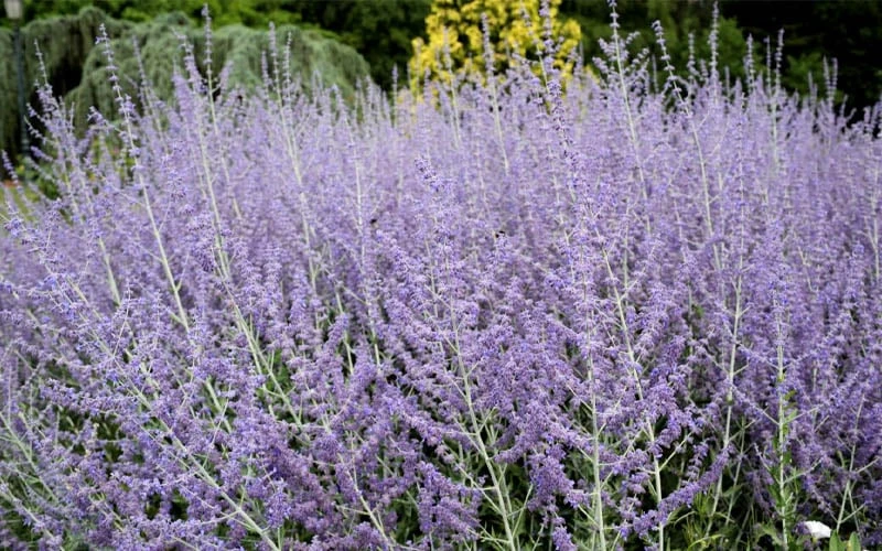 Russian Sage (Perovskia Atriplicifolia) - 1 Gallon Pot 5 Russian Sage (Perovskia Atriplicifolia) - 1 Gallon Pot - Image 5