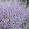 Russian Sage (Perovskia Atriplicifolia) - 1 Gallon Pot