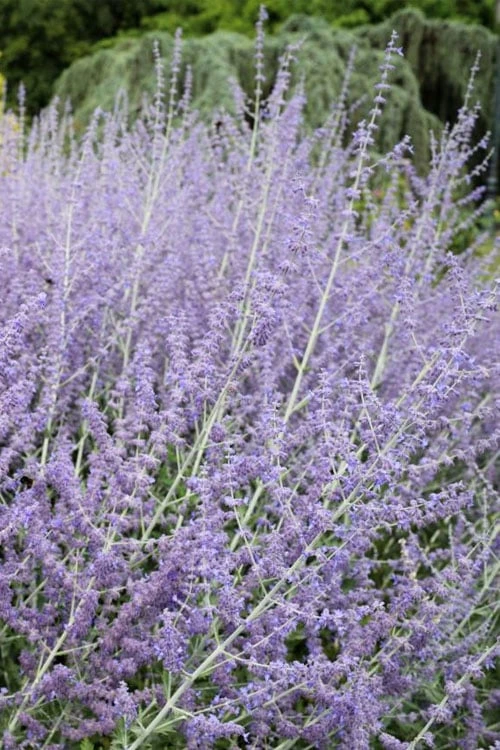 Russian Sage (Perovskia Atriplicifolia) - 1 Gallon Pot 1 Russian Sage (Perovskia Atriplicifolia) - 1 Gallon Pot