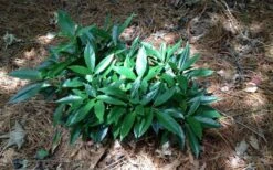 Dwarf Green Aucuba - Japanese Laurel - 1 Gallon Pot -US Fruit Trees Sales Store picture aucuba dwarf green shrub