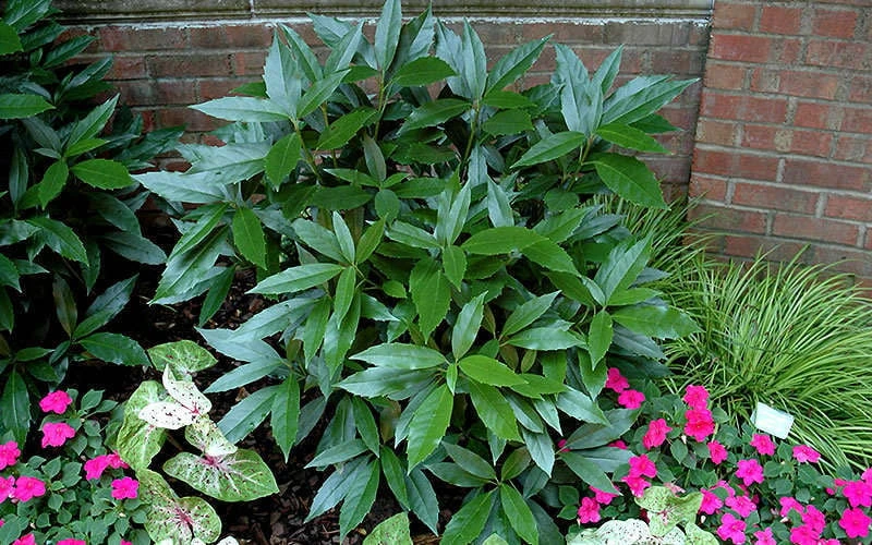 Sawtoothed Aucuba Serratifolia - 3 Gallon Pot 6 Sawtoothed Aucuba Serratifolia - 3 Gallon Pot - Image 6