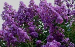 Twilight Purple Crape Myrtle (Single Trunk Tree) - 3 Gallon Pot -US Fruit Trees Sales Store picture crape myrtle twilight 1 1