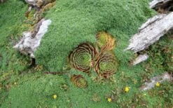 Elfin Creeping Thyme (Thymus Serpyllum 'Elfin') - 5 Pack Of Pint Pots -US Fruit Trees Sales Store picture creeping thyme elfin 4