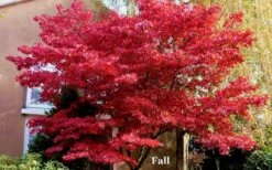 Red 'N Summer Japanese Maple - Acer Palmatum 'Hefner's Red' - 3 Gallon Pot -US Fruit Trees Sales Store picture japanese maple hefners red fall