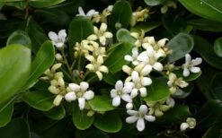 Green Pittosporum (Japanese Mock Orange) - 3 Gallon Pot -US Fruit Trees Sales Store pittosporum20green203