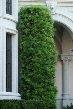 Podocarpus Macrophyllus Upright Yew - 7 Gallon Pot (3-4') 12 Podocarpus Macrophyllus Upright Yew - 7 Gallon Pot (3-4') -US Fruit Trees Sales Store podocarpus macrophyllus upright yew 104 1