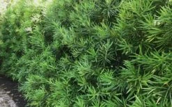 Podocarpus Macrophyllus Upright Yew - 7 Gallon Pot (3-4') 15 Podocarpus Macrophyllus Upright Yew - 7 Gallon Pot (3-4') -US Fruit Trees Sales Store podocarpus macrophyllus upright yew 105 1