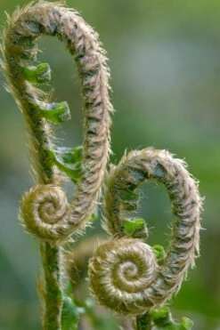 Western Sword Fern (Polystichum Munitum) - 1 Gallon Pot 17 Western Sword Fern (Polystichum Munitum) - 1 Gallon Pot -US Fruit Trees Sales Store polystichum munitum western sword fern 2