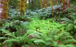Western Sword Fern (Polystichum Munitum) - 1 Gallon Pot 19 Western Sword Fern (Polystichum Munitum) - 1 Gallon Pot -US Fruit Trees Sales Store polystichum munitum western sword fern 20