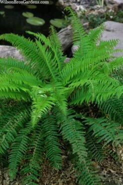 Western Sword Fern (Polystichum Munitum) - 1 Gallon Pot 18 Western Sword Fern (Polystichum Munitum) - 1 Gallon Pot -US Fruit Trees Sales Store polystichum munitum western sword fern 4