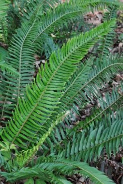 Western Sword Fern (Polystichum Munitum) - 1 Gallon Pot 16 Western Sword Fern (Polystichum Munitum) - 1 Gallon Pot -US Fruit Trees Sales Store polystichum munitum western sword fern 5