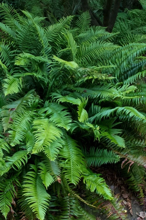Western Sword Fern (Polystichum Munitum) - 1 Gallon Pot 5 Western Sword Fern (Polystichum Munitum) - 1 Gallon Pot - Image 5