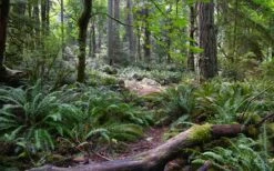 Western Sword Fern (Polystichum Munitum) - 1 Gallon Pot 15 Western Sword Fern (Polystichum Munitum) - 1 Gallon Pot -US Fruit Trees Sales Store polystichum munitum western sword fern 9