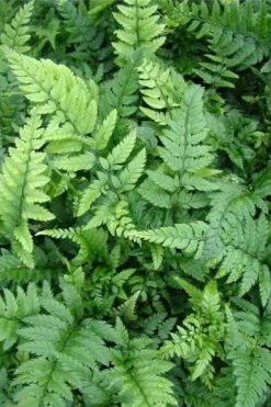 Korean Rock Fern - 1 Gallon Pot -US Fruit Trees Sales Store polystichum tsus simense korean rock fern 5 1
