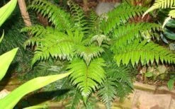Korean Rock Fern - 1 Gallon Pot -US Fruit Trees Sales Store polystichum tsus simense korean rock fern 6 1