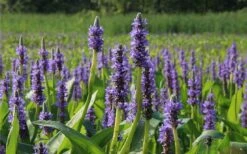 Heartleaf Purple Pickerel Weed (Pontaderia Cordata) - 8 Pack Of 1 Gallon Pot -US Fruit Trees Sales Store pontederia cordata pickerel weed 2 1